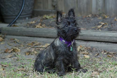 https://images.dog.ceo/breeds/terrier-cairn/n02096177_417.jpg