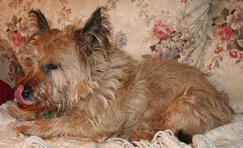 https://images.dog.ceo/breeds/terrier-cairn/n02096177_424.jpg