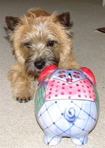 https://images.dog.ceo/breeds/terrier-cairn/n02096177_430.jpg