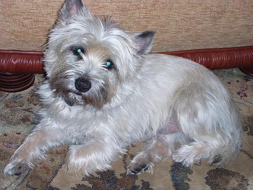 https://images.dog.ceo/breeds/terrier-cairn/n02096177_4382.jpg