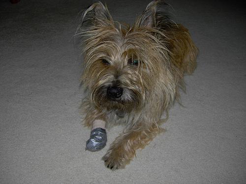 https://images.dog.ceo/breeds/terrier-cairn/n02096177_4520.jpg