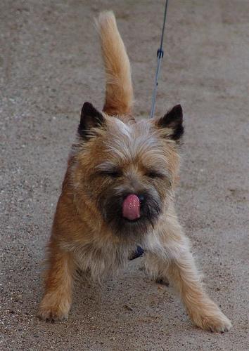 https://images.dog.ceo/breeds/terrier-cairn/n02096177_4587.jpg