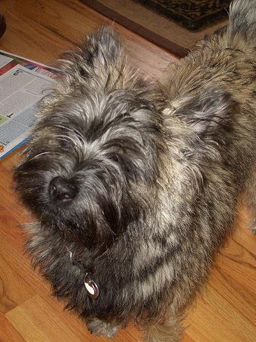 https://images.dog.ceo/breeds/terrier-cairn/n02096177_4611.jpg