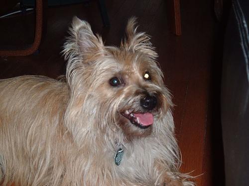 https://images.dog.ceo/breeds/terrier-cairn/n02096177_475.jpg