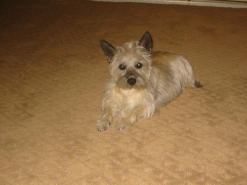 https://images.dog.ceo/breeds/terrier-cairn/n02096177_4801.jpg