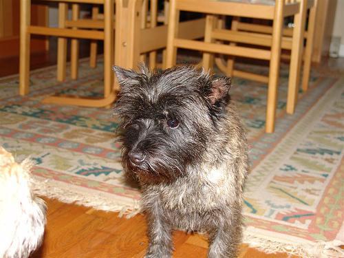 https://images.dog.ceo/breeds/terrier-cairn/n02096177_4825.jpg