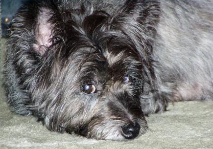 https://images.dog.ceo/breeds/terrier-cairn/n02096177_5117.jpg