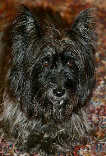 https://images.dog.ceo/breeds/terrier-cairn/n02096177_5147.jpg