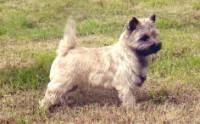 https://images.dog.ceo/breeds/terrier-cairn/n02096177_5225.jpg