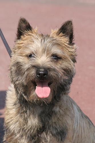 https://images.dog.ceo/breeds/terrier-cairn/n02096177_5255.jpg