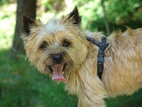 https://images.dog.ceo/breeds/terrier-cairn/n02096177_571.jpg