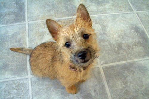 https://images.dog.ceo/breeds/terrier-cairn/n02096177_5785.jpg