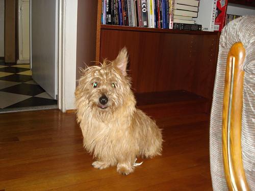 https://images.dog.ceo/breeds/terrier-cairn/n02096177_599.jpg