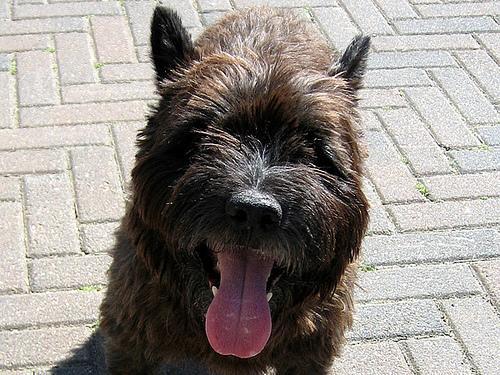 https://images.dog.ceo/breeds/terrier-cairn/n02096177_6083.jpg