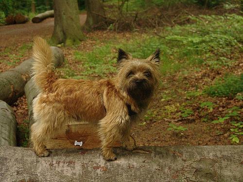 https://images.dog.ceo/breeds/terrier-cairn/n02096177_6127.jpg