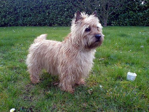 https://images.dog.ceo/breeds/terrier-cairn/n02096177_6700.jpg