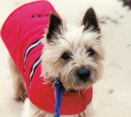 https://images.dog.ceo/breeds/terrier-cairn/n02096177_6769.jpg