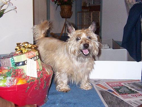 https://images.dog.ceo/breeds/terrier-cairn/n02096177_718.jpg