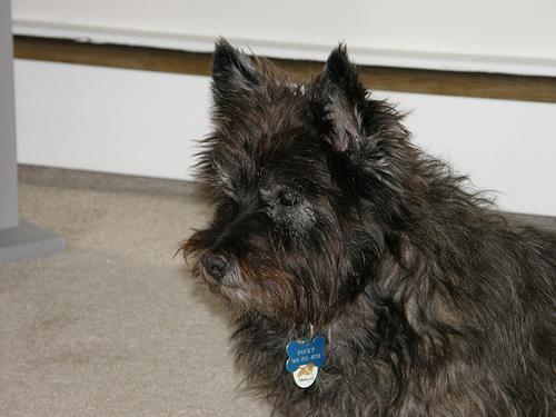 https://images.dog.ceo/breeds/terrier-cairn/n02096177_737.jpg