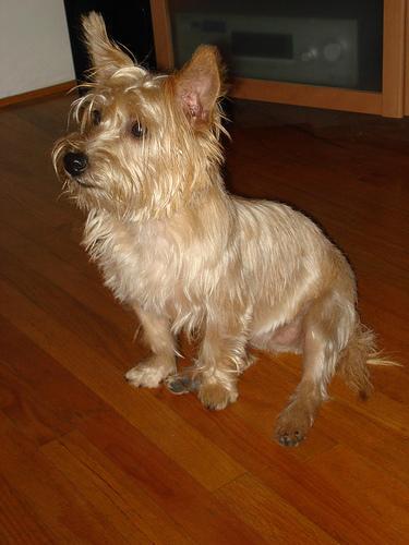 https://images.dog.ceo/breeds/terrier-cairn/n02096177_7574.jpg