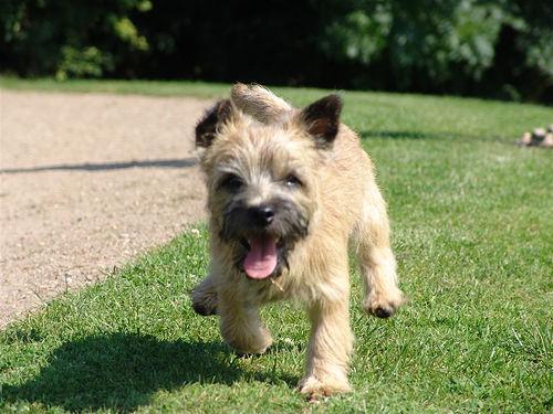 https://images.dog.ceo/breeds/terrier-cairn/n02096177_7701.jpg