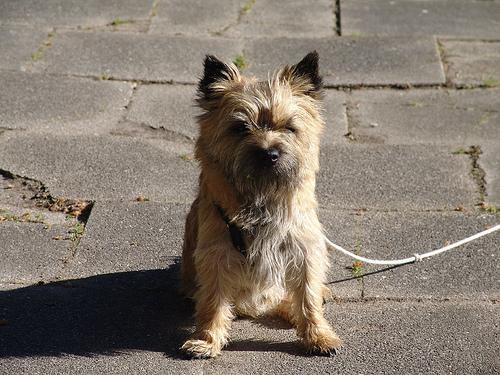 https://images.dog.ceo/breeds/terrier-cairn/n02096177_8014.jpg