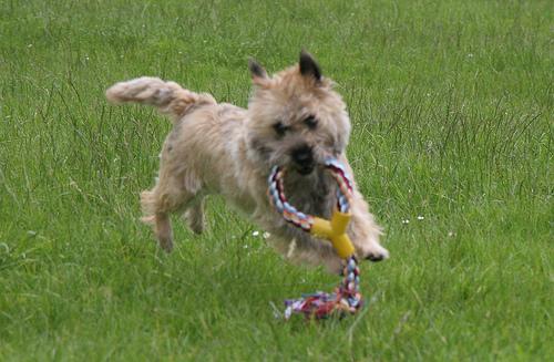 https://images.dog.ceo/breeds/terrier-cairn/n02096177_8975.jpg