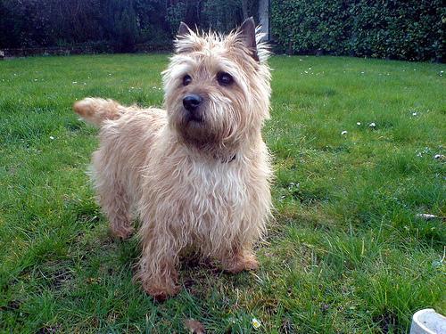 https://images.dog.ceo/breeds/terrier-cairn/n02096177_91.jpg