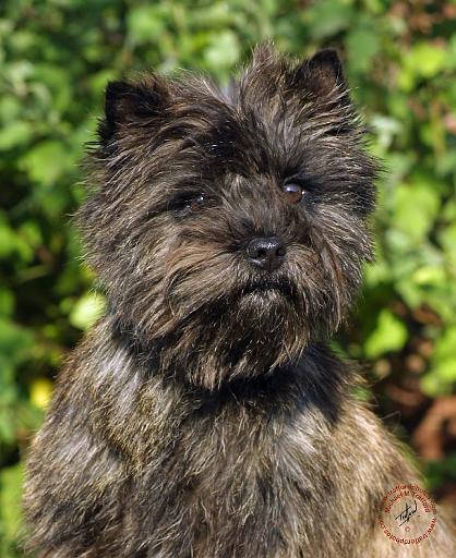 https://images.dog.ceo/breeds/terrier-cairn/n02096177_9208.jpg