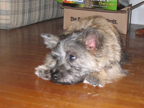 https://images.dog.ceo/breeds/terrier-cairn/n02096177_9528.jpg