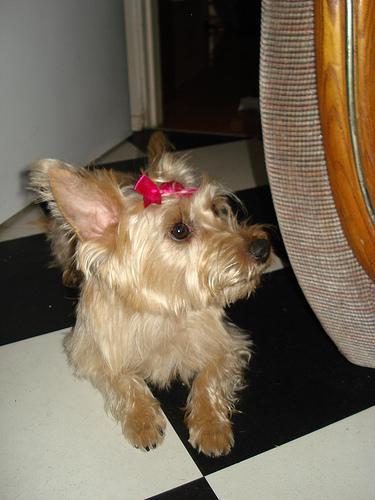 https://images.dog.ceo/breeds/terrier-cairn/n02096177_9585.jpg