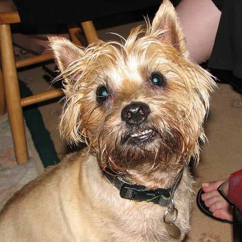 https://images.dog.ceo/breeds/terrier-cairn/n02096177_960.jpg