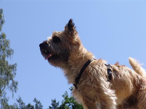 https://images.dog.ceo/breeds/terrier-cairn/n02096177_9708.jpg