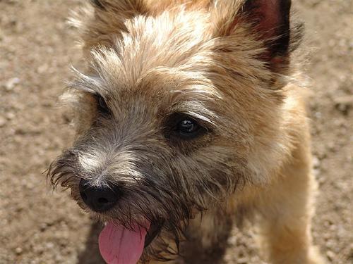 https://images.dog.ceo/breeds/terrier-cairn/n02096177_99.jpg