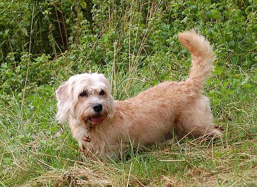 https://images.dog.ceo/breeds/terrier-dandie/n02096437_1055.jpg