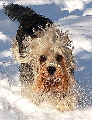 https://images.dog.ceo/breeds/terrier-dandie/n02096437_1129.jpg