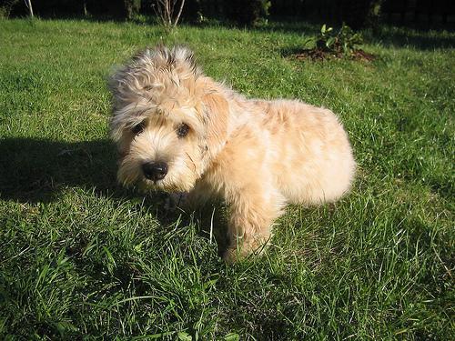 https://images.dog.ceo/breeds/terrier-dandie/n02096437_1143.jpg