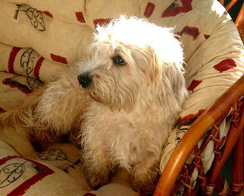 https://images.dog.ceo/breeds/terrier-dandie/n02096437_1207.jpg