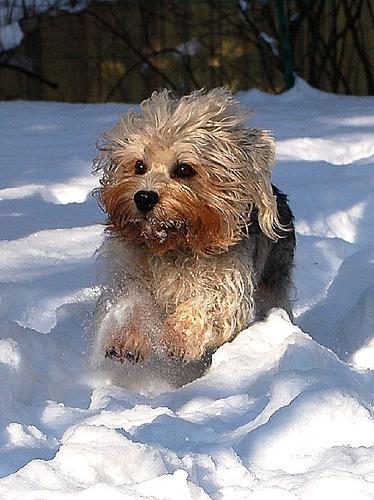 https://images.dog.ceo/breeds/terrier-dandie/n02096437_1320.jpg