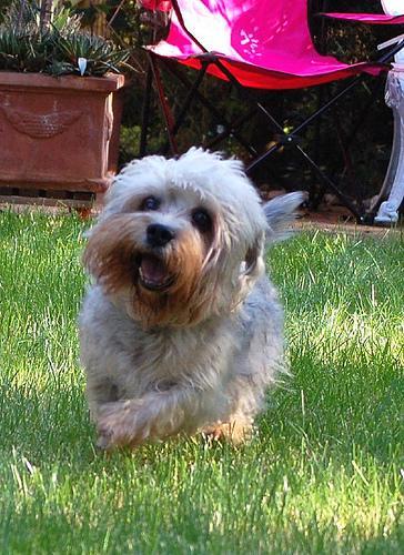 https://images.dog.ceo/breeds/terrier-dandie/n02096437_1367.jpg