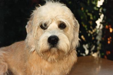 https://images.dog.ceo/breeds/terrier-dandie/n02096437_140.jpg