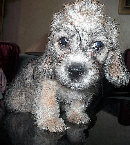 https://images.dog.ceo/breeds/terrier-dandie/n02096437_1420.jpg