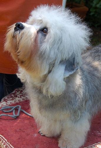 https://images.dog.ceo/breeds/terrier-dandie/n02096437_1424.jpg