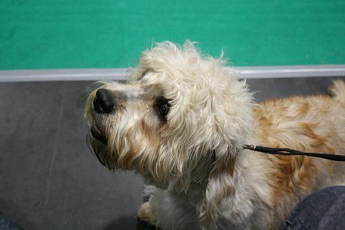 https://images.dog.ceo/breeds/terrier-dandie/n02096437_1448.jpg