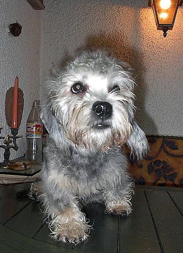 https://images.dog.ceo/breeds/terrier-dandie/n02096437_148.jpg