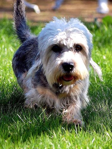 https://images.dog.ceo/breeds/terrier-dandie/n02096437_1503.jpg