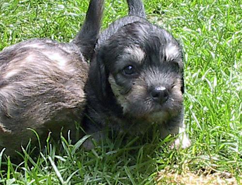 https://images.dog.ceo/breeds/terrier-dandie/n02096437_1511.jpg