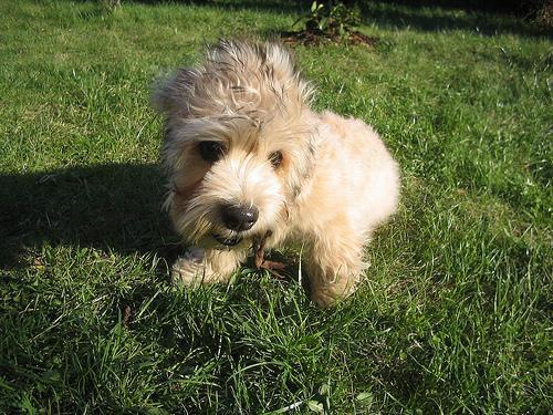 https://images.dog.ceo/breeds/terrier-dandie/n02096437_1521.jpg