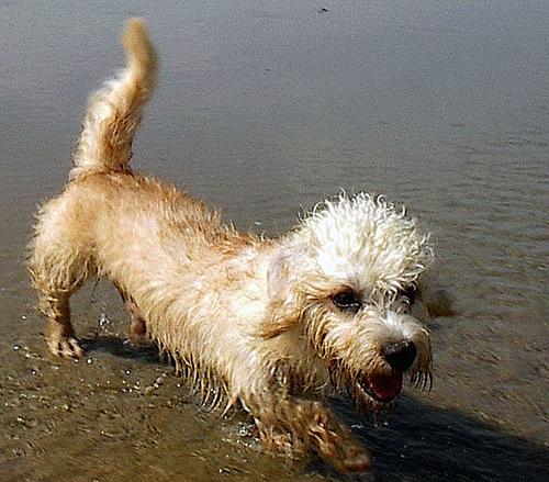 https://images.dog.ceo/breeds/terrier-dandie/n02096437_1551.jpg