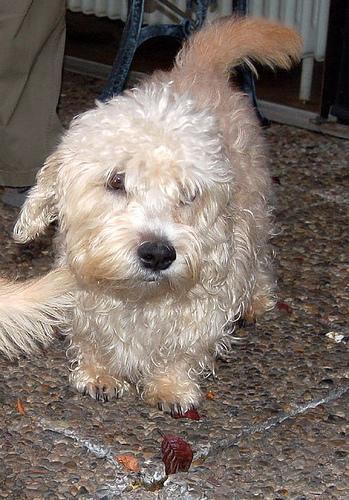 https://images.dog.ceo/breeds/terrier-dandie/n02096437_1613.jpg